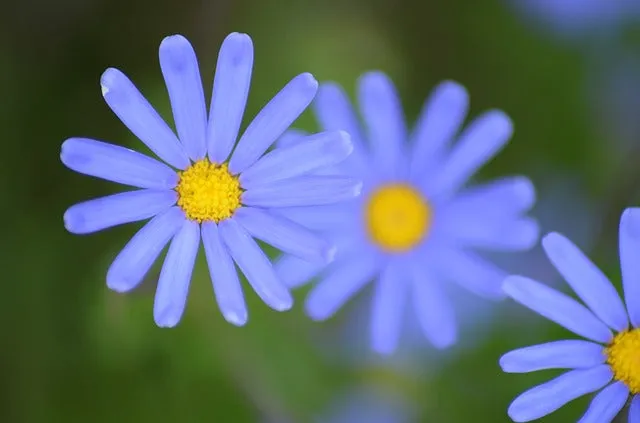 7 Day West Coast Flower Tour