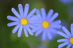 7 Day West Coast Flower Tour