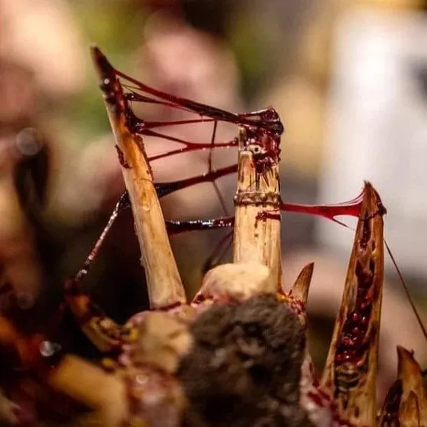 Dirty Down Gore effect - Ultra Realistic Blood Effects