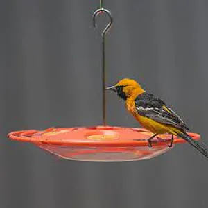 HG850074D Bird Feeder Oriole Fruit Orange 16oz