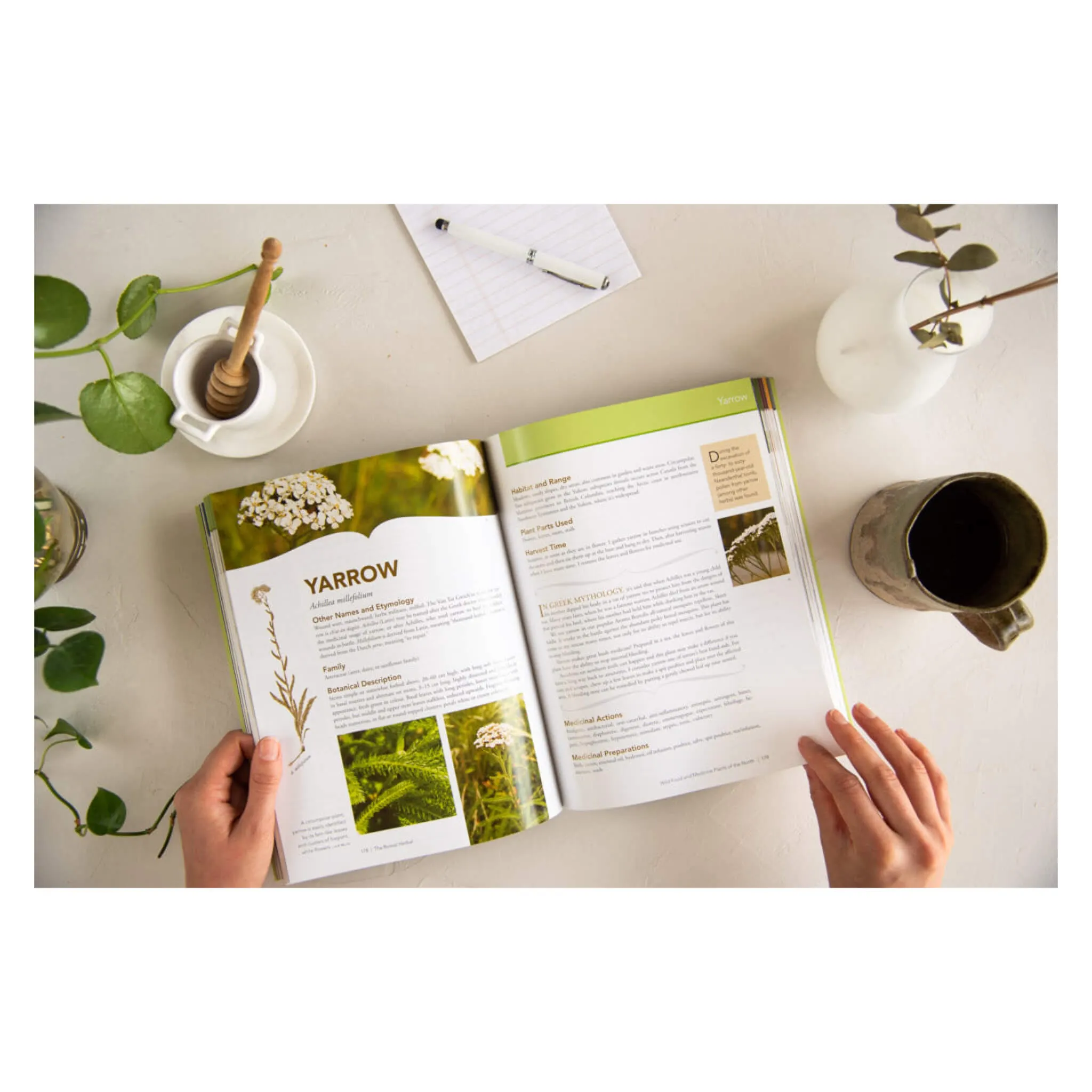 The Boreal Herbal