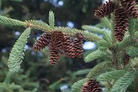 White Spruce Tree Seed Bombs